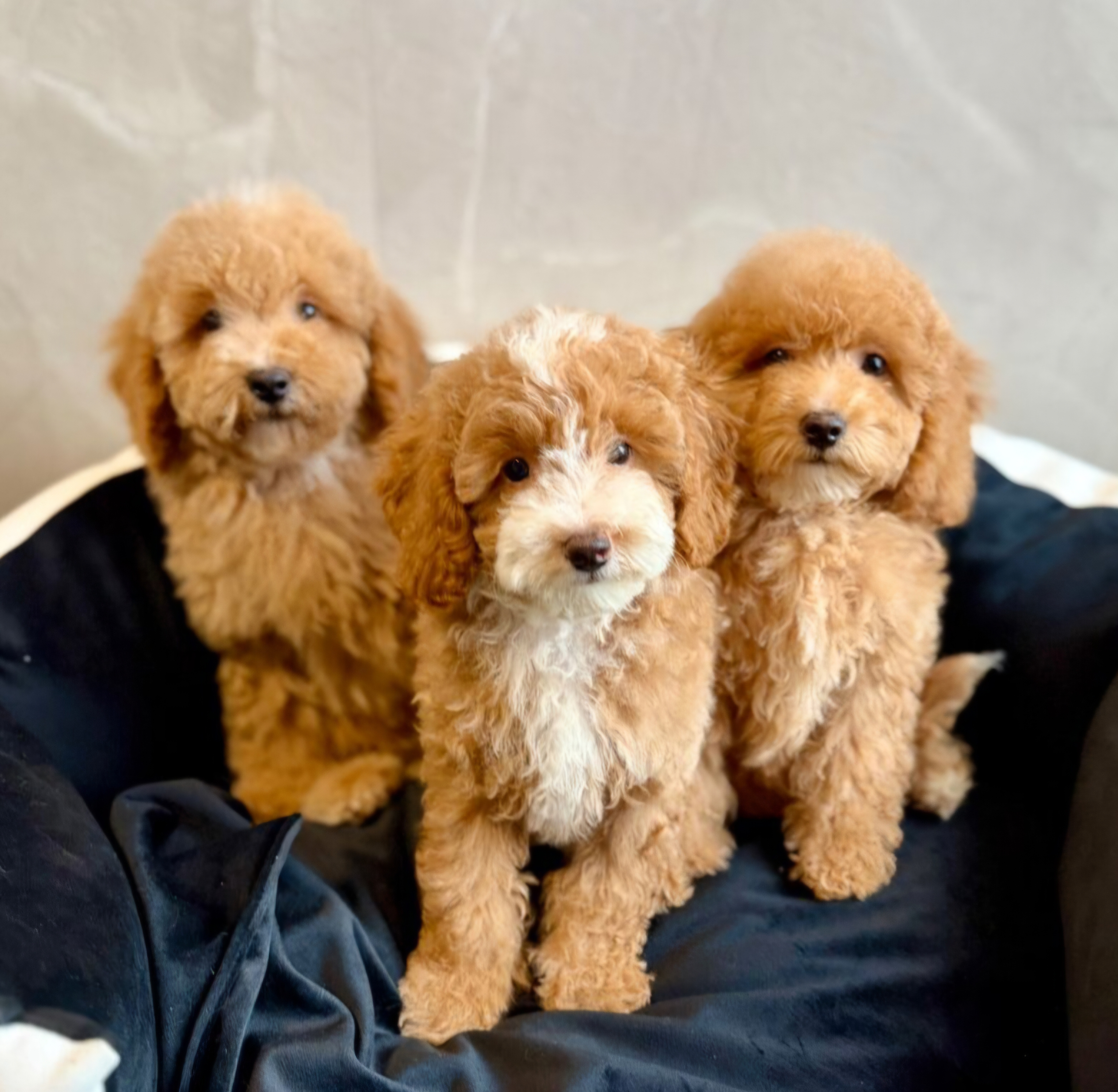 Maltipoo kölyök, maltipoo kölyök
