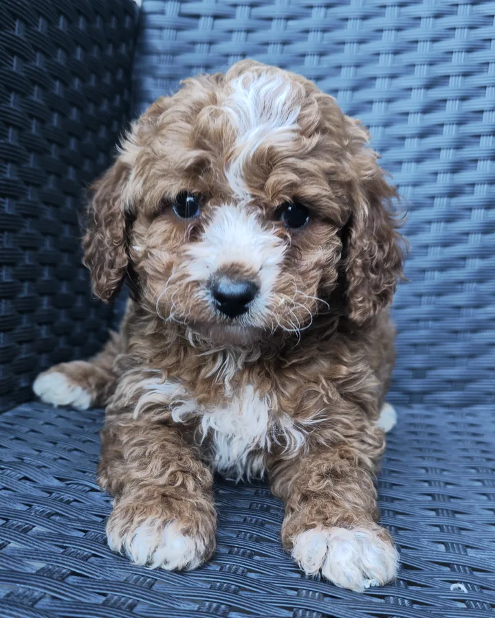 Bogyó, 6 hetes maltipoo kan kölyök, vörösesbarna, fehér mellényes, fonott fotelen fekve