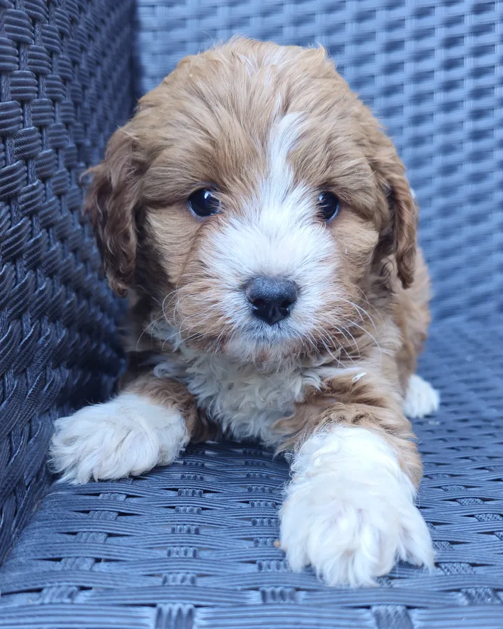 Fahéjka, 6 hetes maltipoo szuka kölyök, karamell-fehér, fonott fotelen fekve