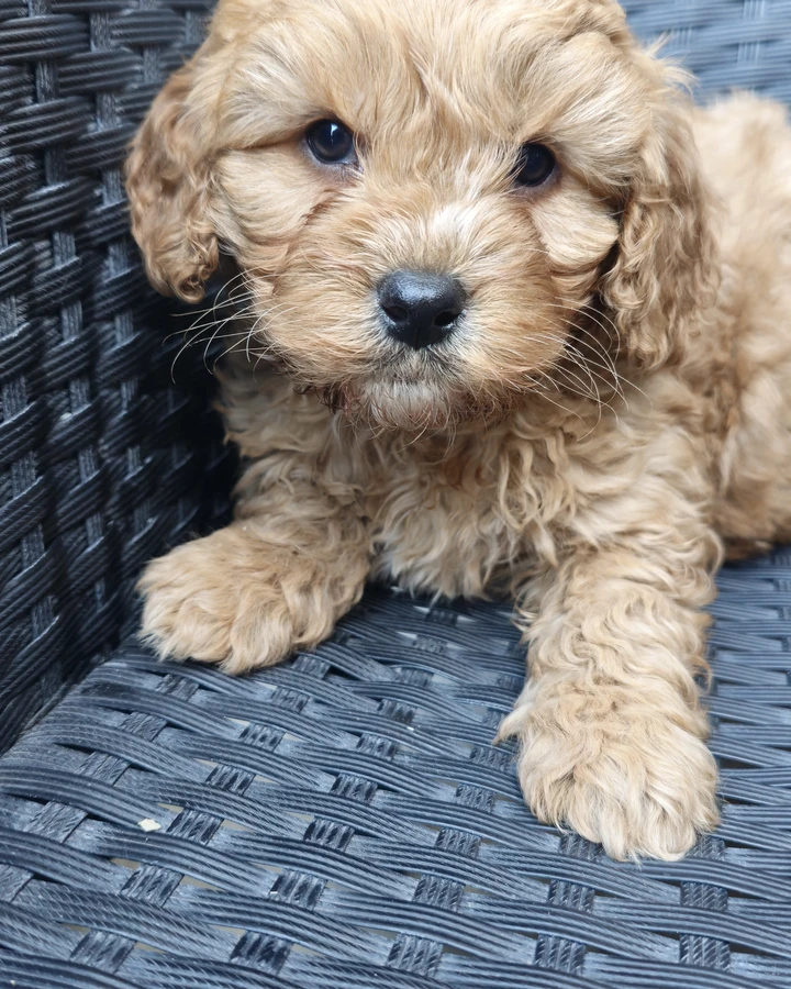 Mokka, 6 hetes maltipoo kan kölyök, karamell-fehér, kan kölyök