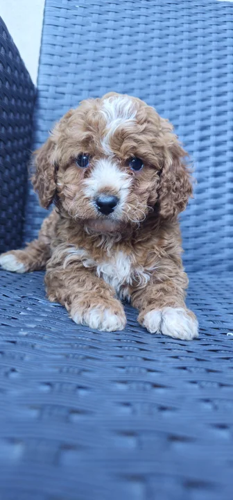Pipacs, 7 hetes maltipoo kan kölyök, red and white, maltipoo kan kölyök
