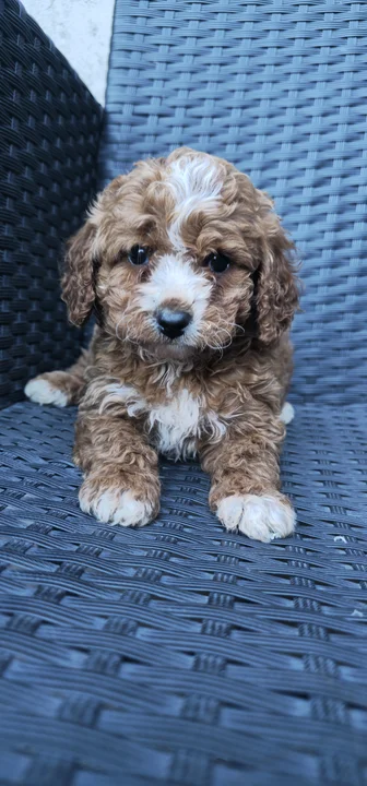 Pipacs, 7 hetes maltipoo kan kölyök, red and white, maltipoo kan kölyök