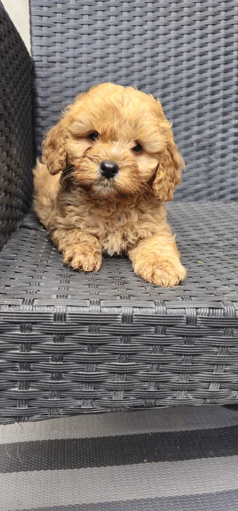 Pirit, 7 hetes maltipoo kan kölyök, red, maltipoo kan kölyök
