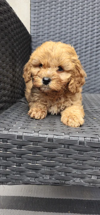 Pirit, 7 hetes maltipoo kan kölyök, red, maltipoo kan kölyök