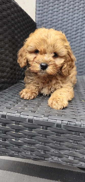 Pirit, 7 hetes maltipoo kan kölyök, red, maltipoo kan kölyök